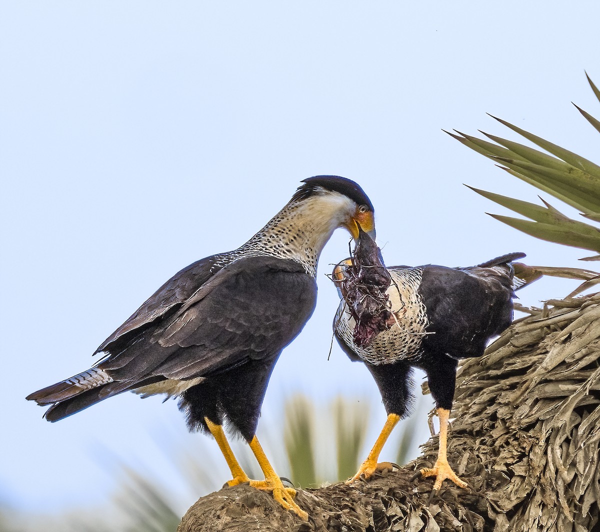 Crested Caracara - ML648791737