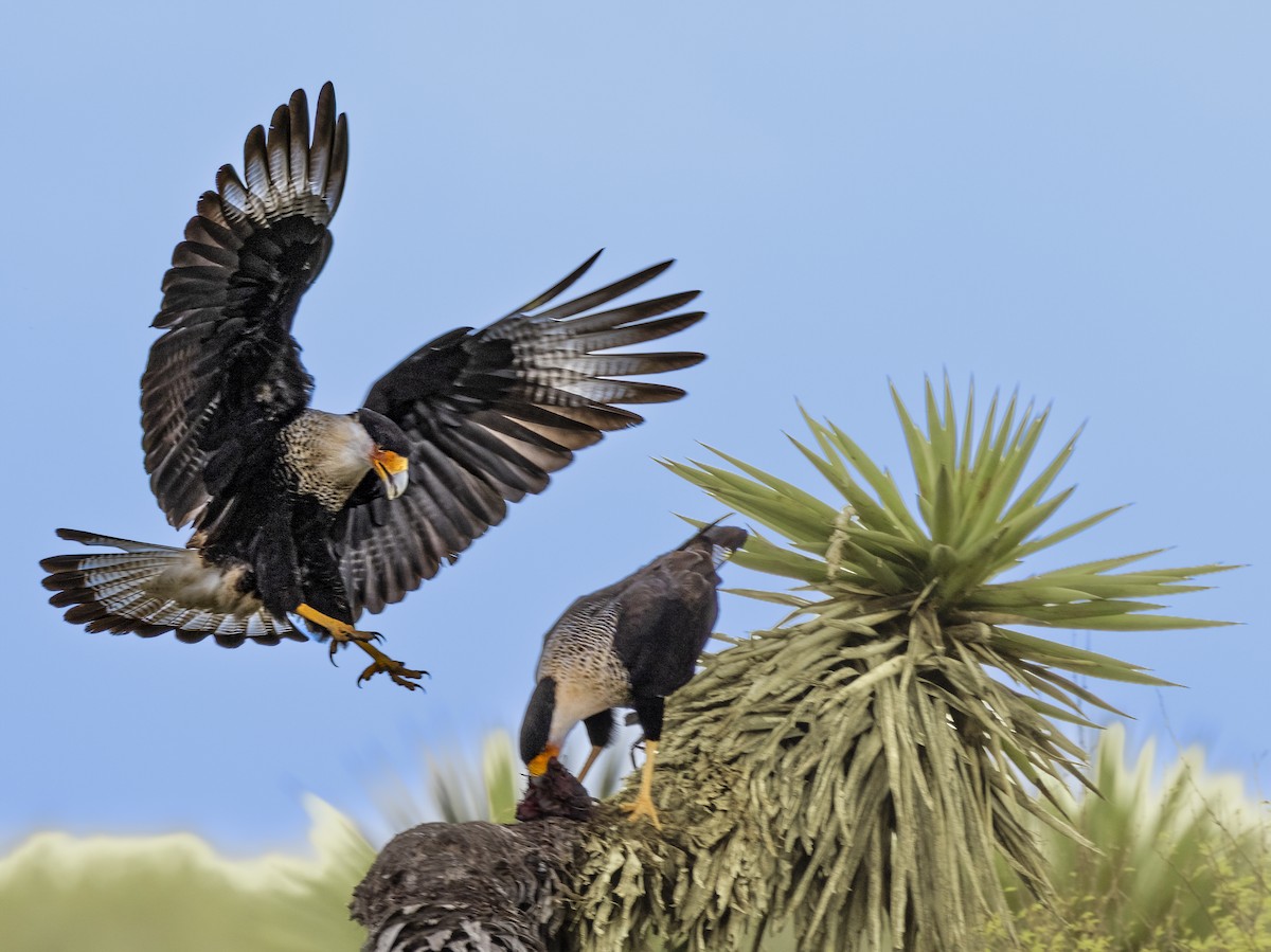 Crested Caracara - ML648791738