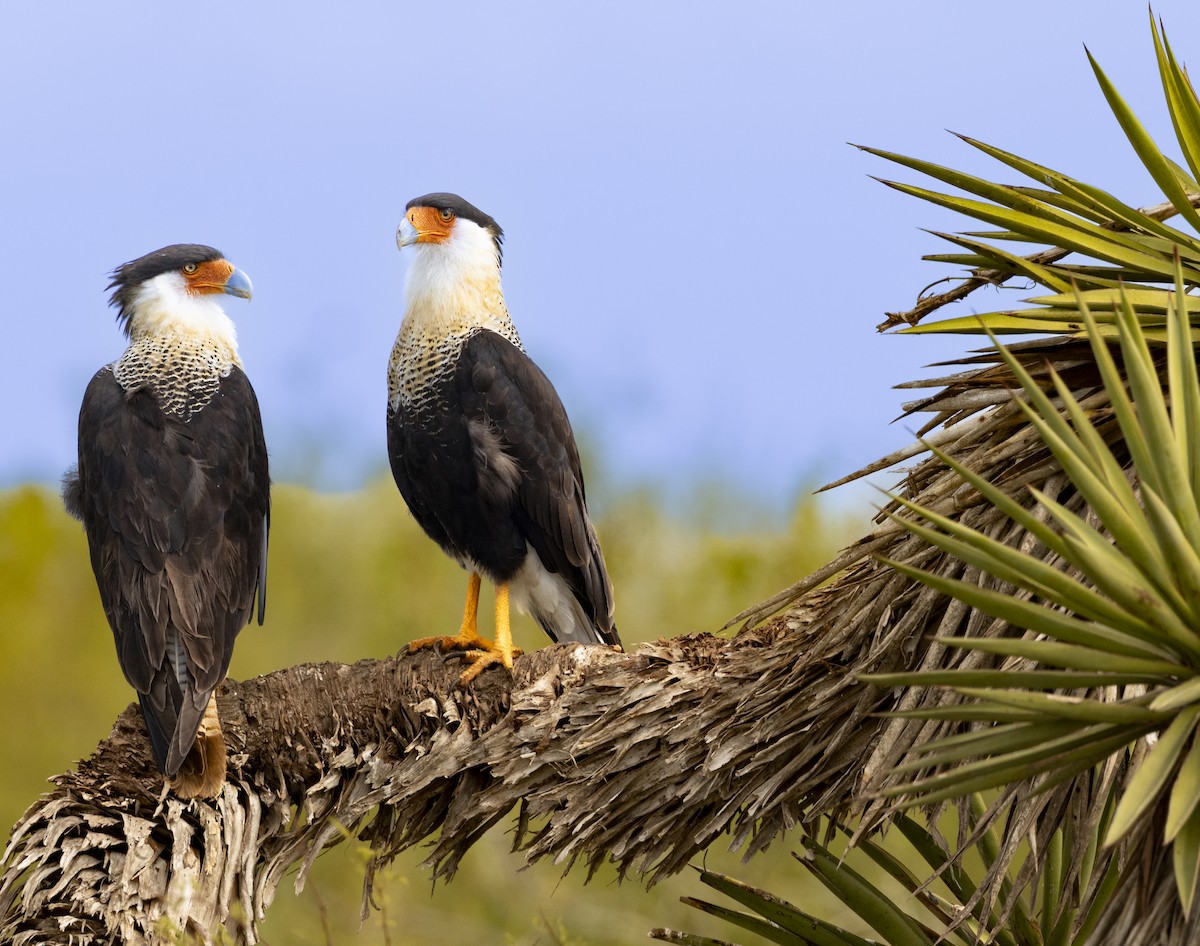 Crested Caracara - ML648791739