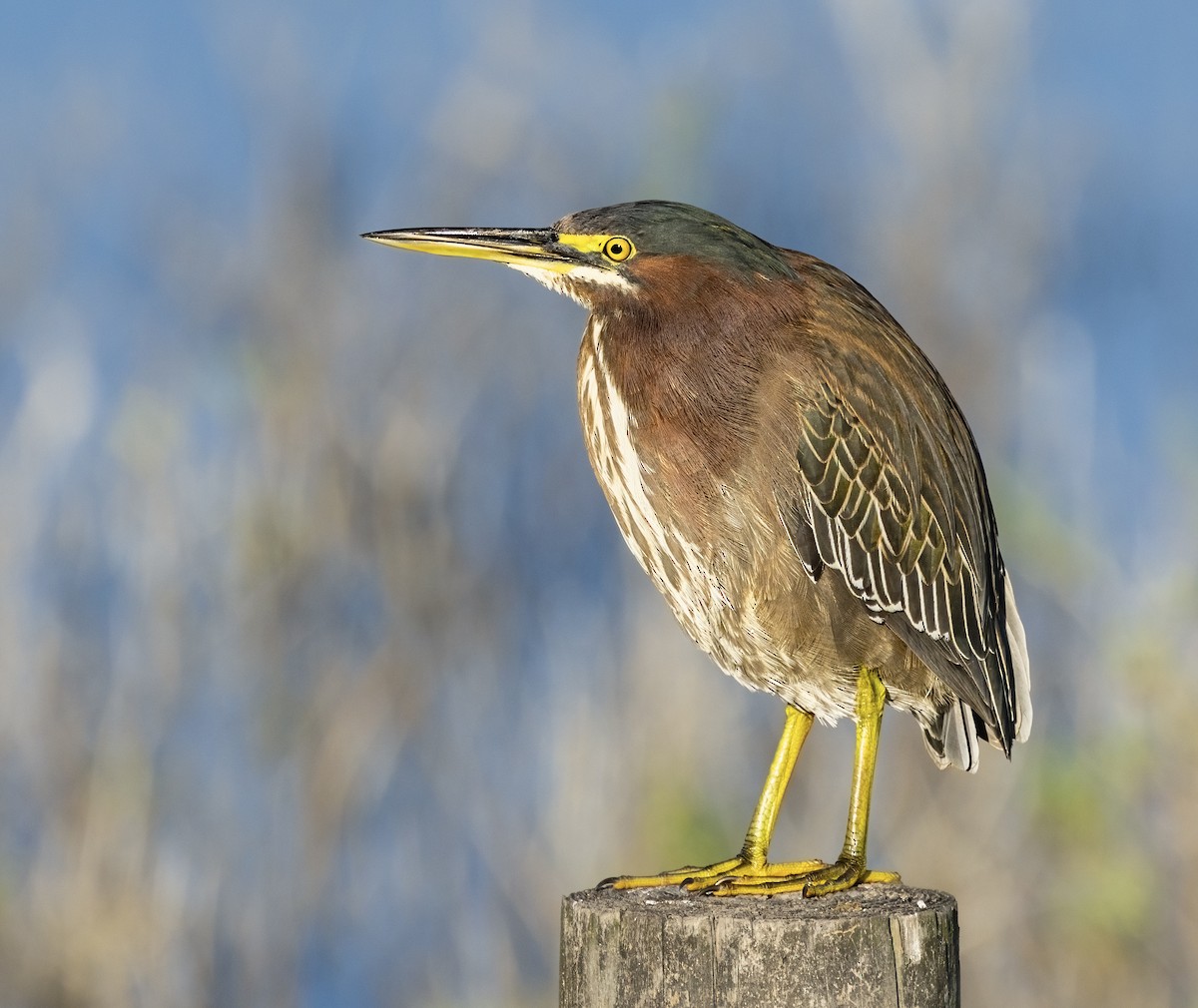 Green Heron - ML648791764