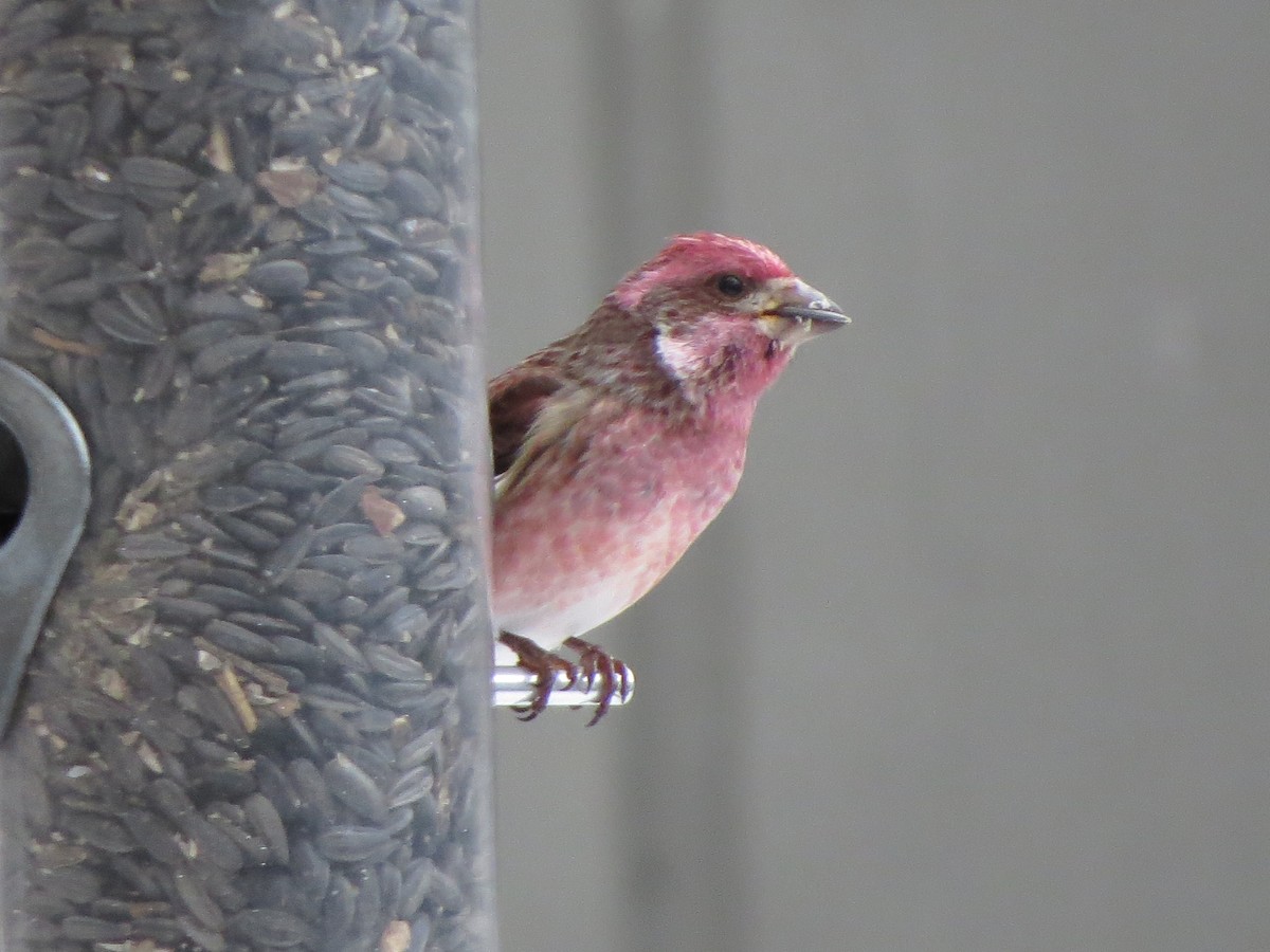 Purple Finch - ML648791769