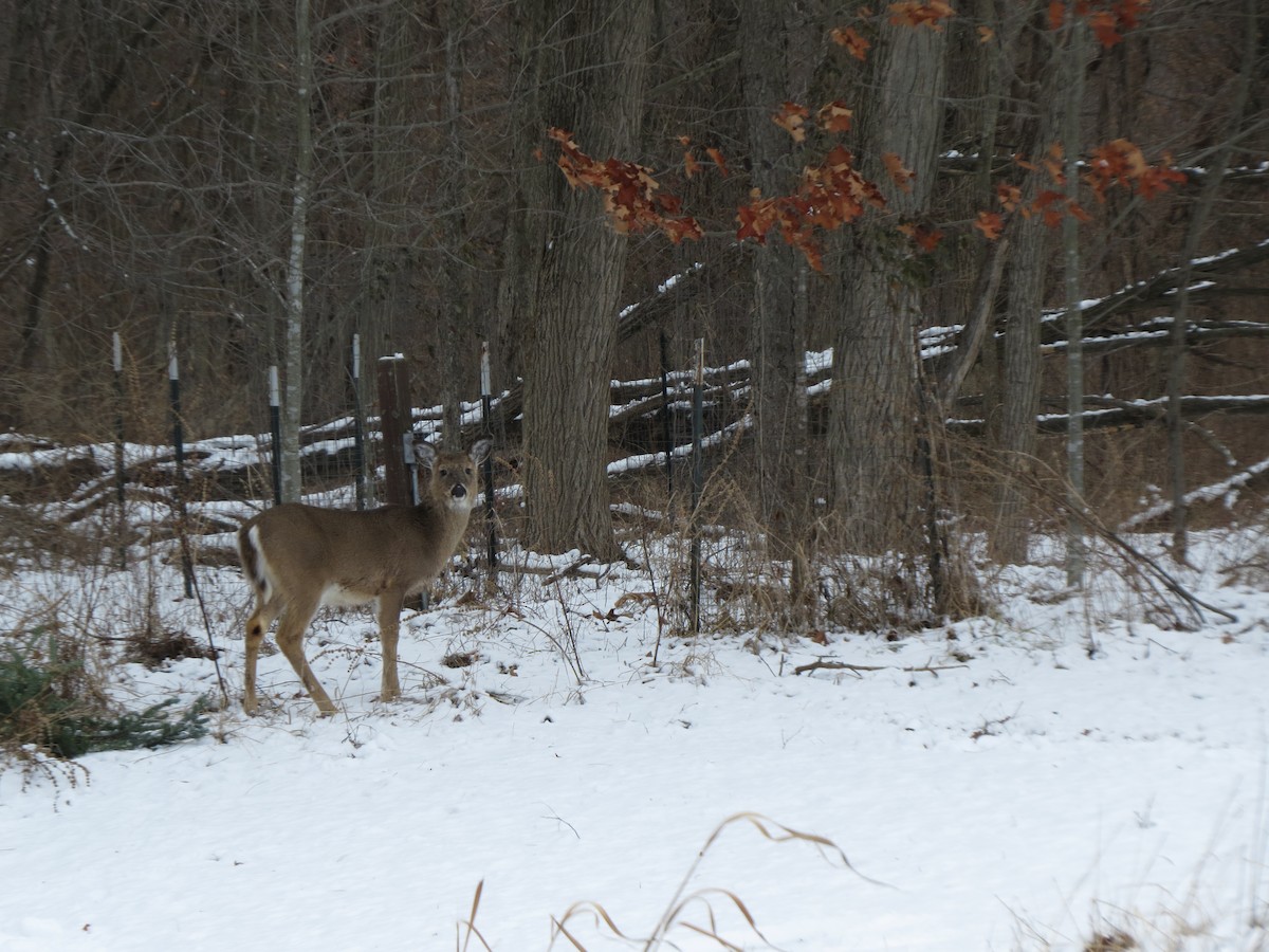 White-tailed Deer - ML648791802