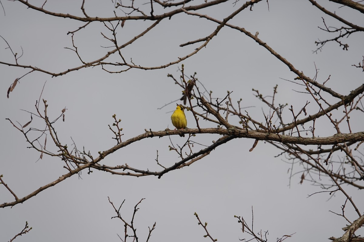 Kentucky Warbler - ML648791948