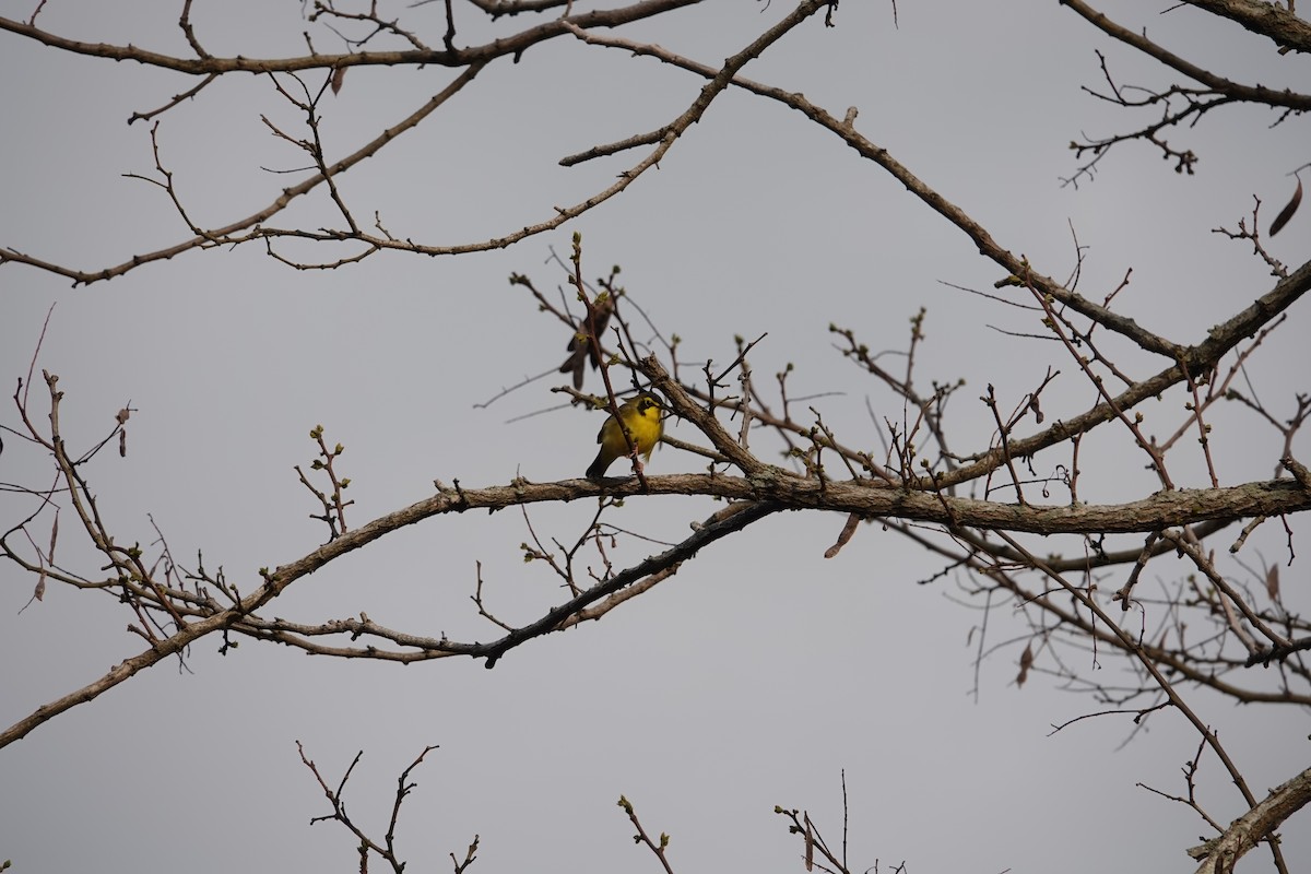 Kentucky Warbler - ML648791949