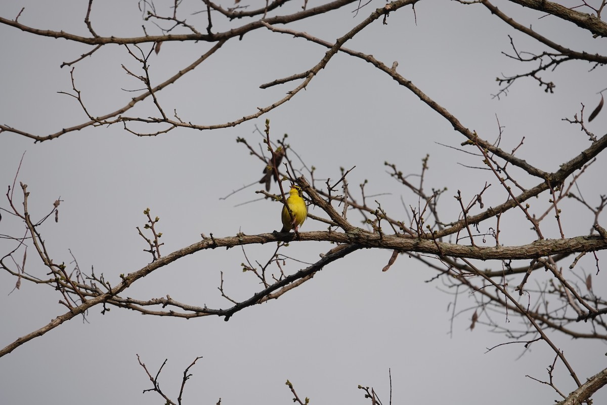 Kentucky Warbler - ML648791950