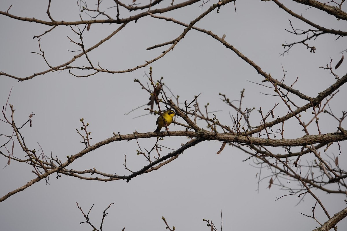 Kentucky Warbler - Grace Whitten