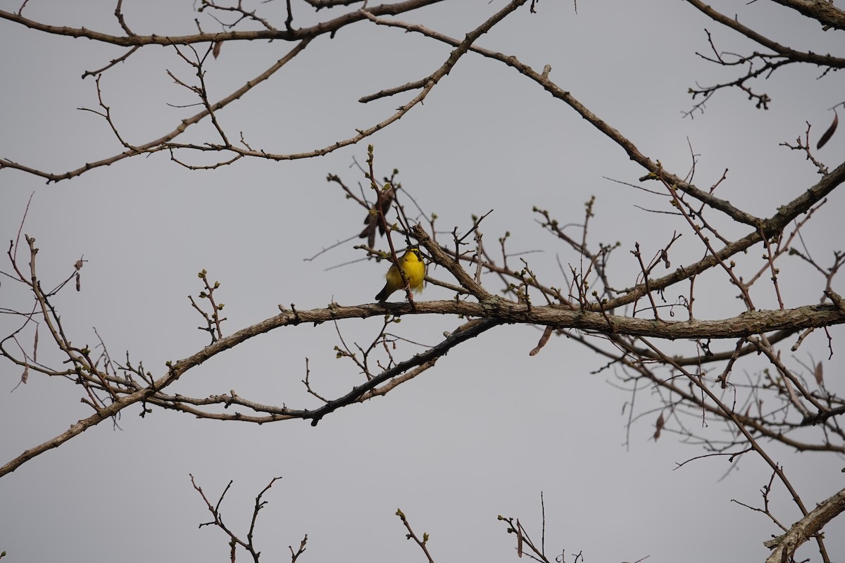 Kentucky Warbler - ML648791953