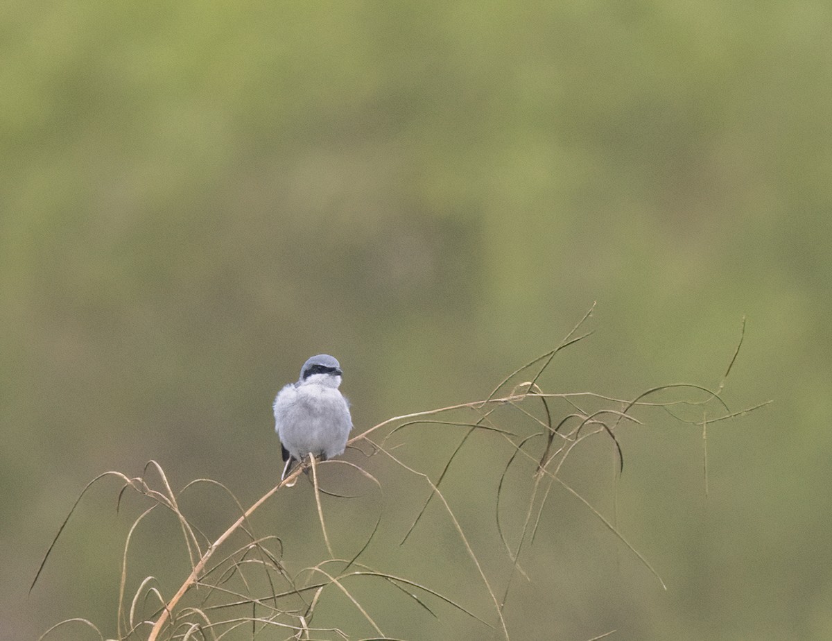 Loggerhead Shrike - ML648791966