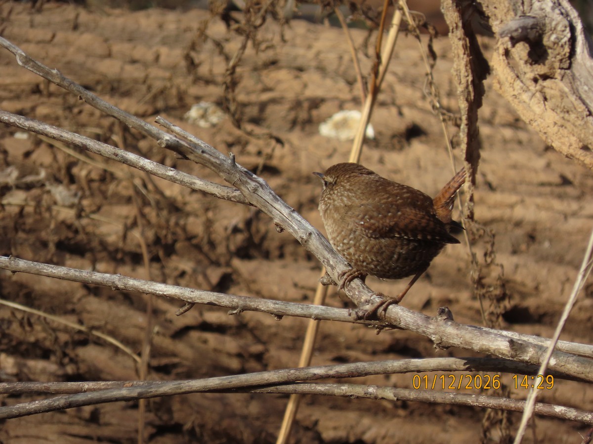 Winter Wren - ML648791988