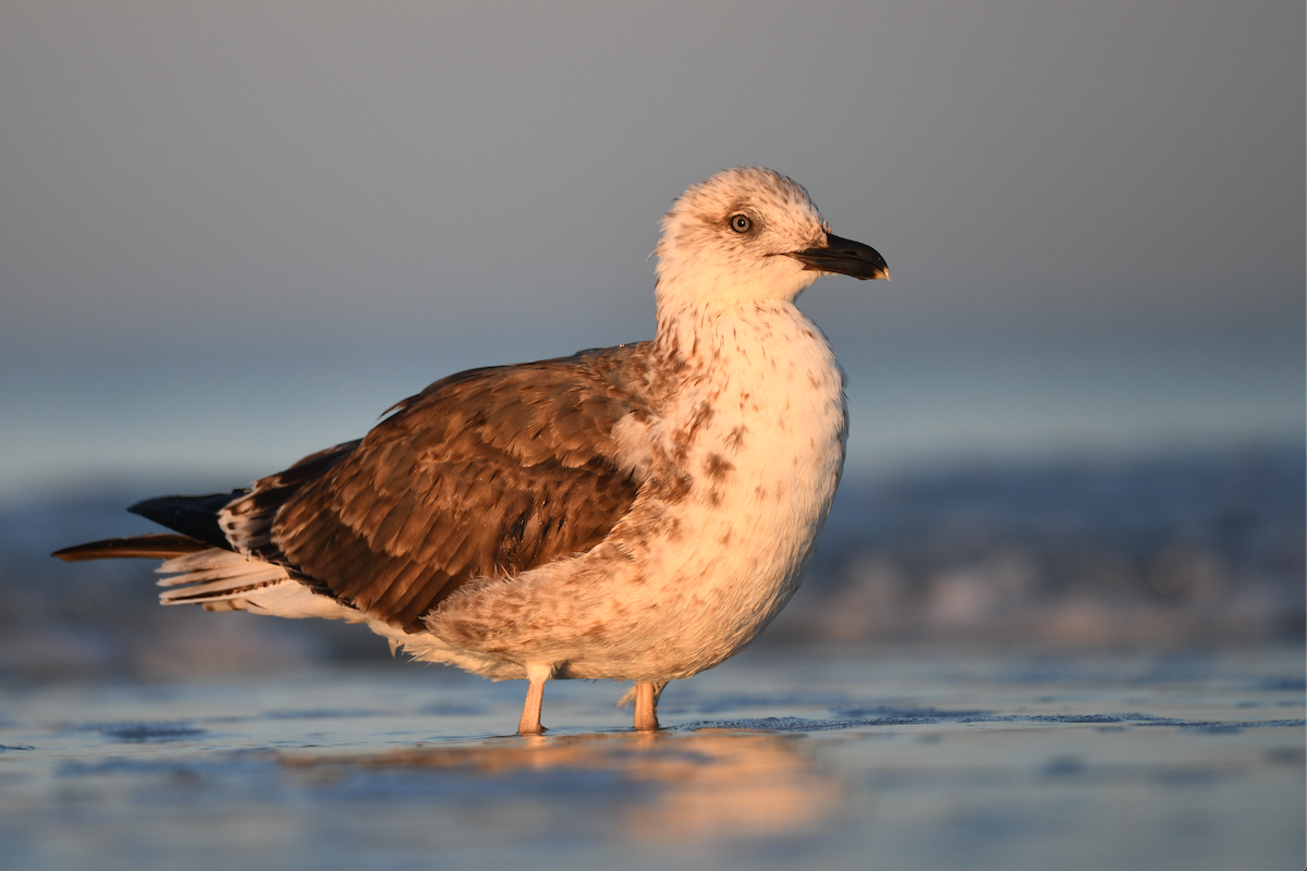 Клуша - ML648791995