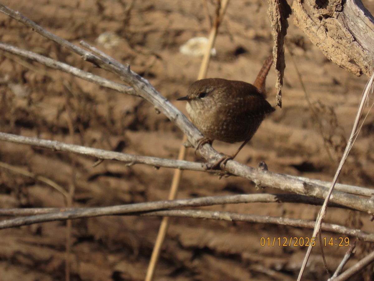 Winter Wren - ML648792027