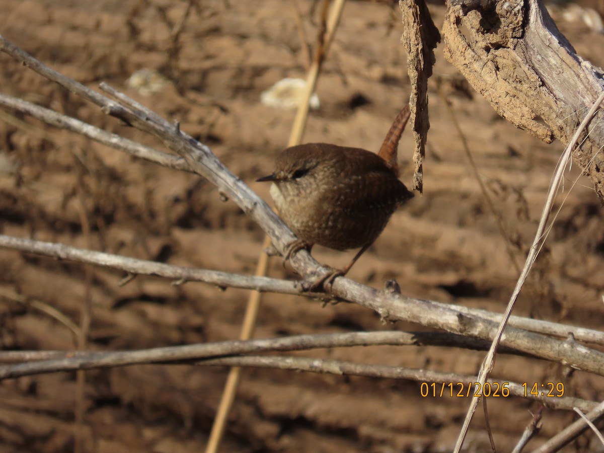 Winter Wren - ML648792029
