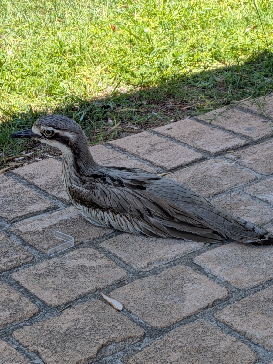 Bush Thick-knee - ML648792052