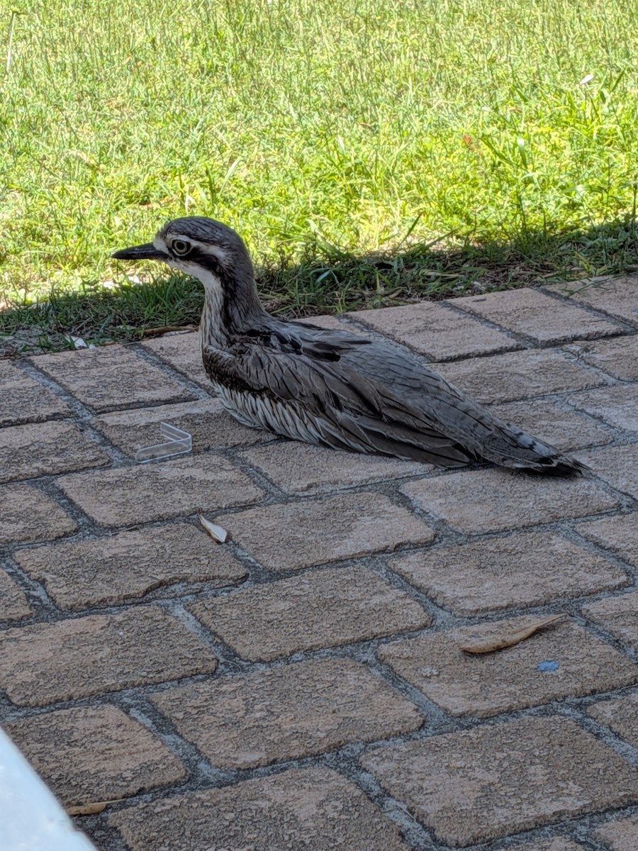Bush Thick-knee - ML648792100