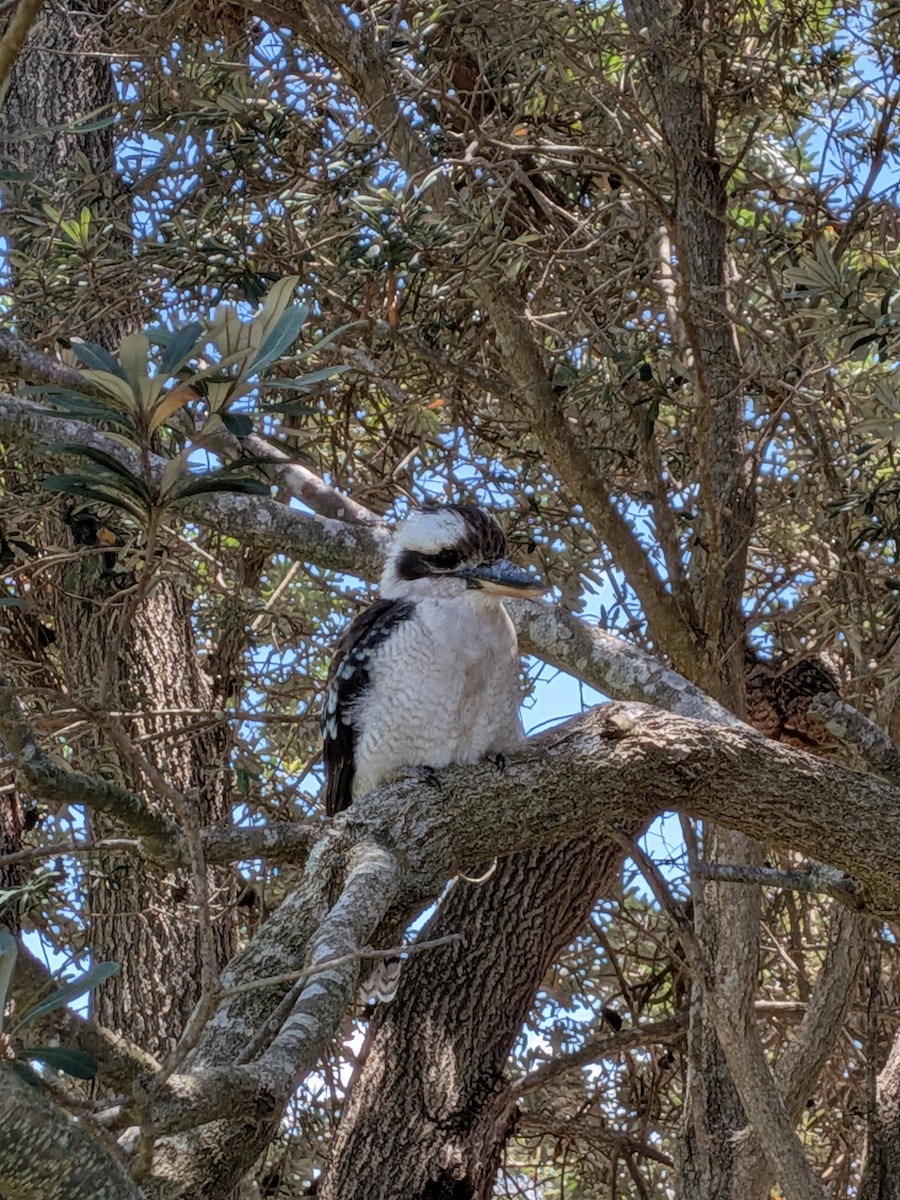 Laughing Kookaburra - ML648792112