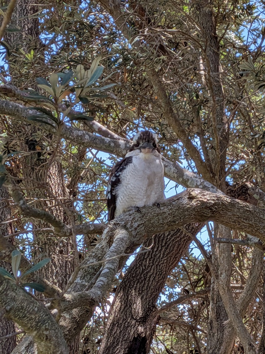 Laughing Kookaburra - ML648792115