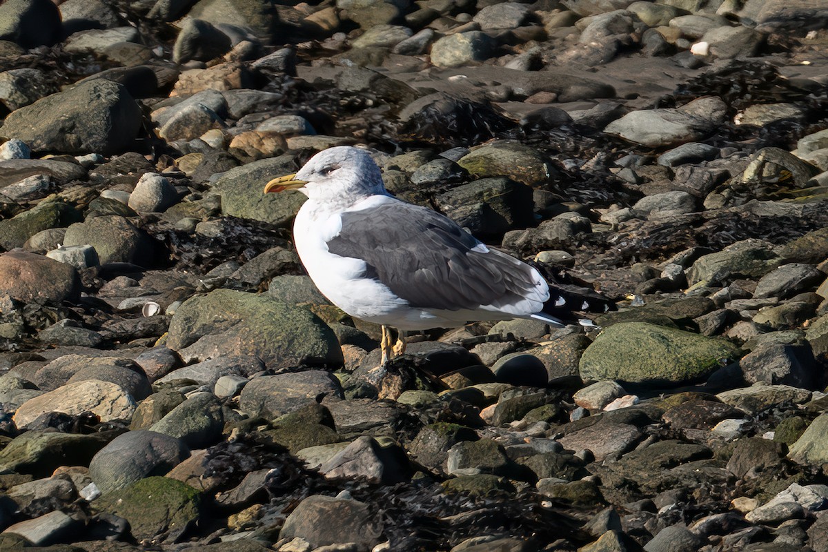 Клуша - ML648792134