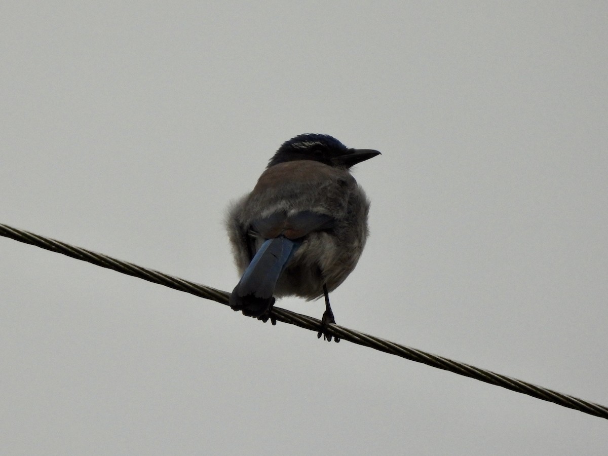 California Scrub-Jay - ML648792164