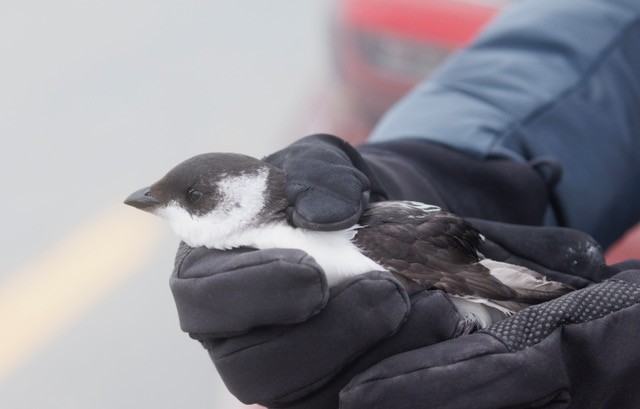 Pottorro txikia - ML648792195