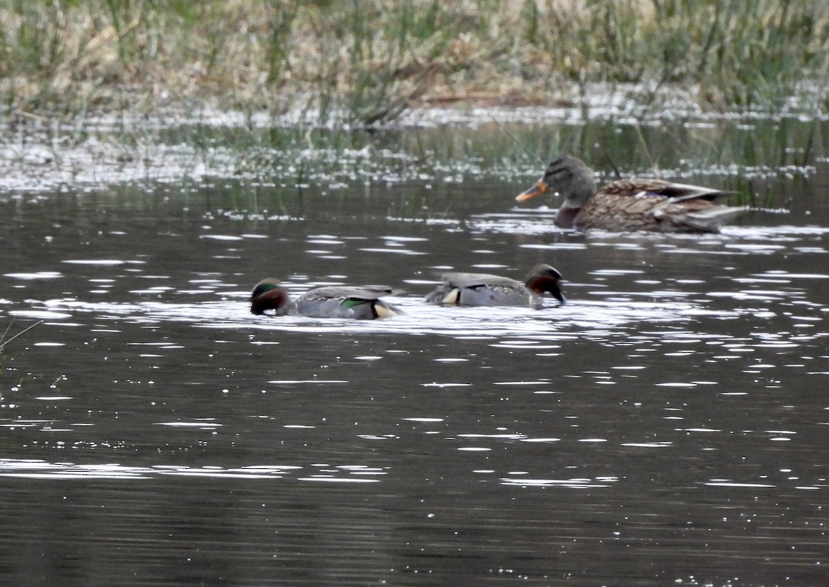 שרשיר - ML648792218
