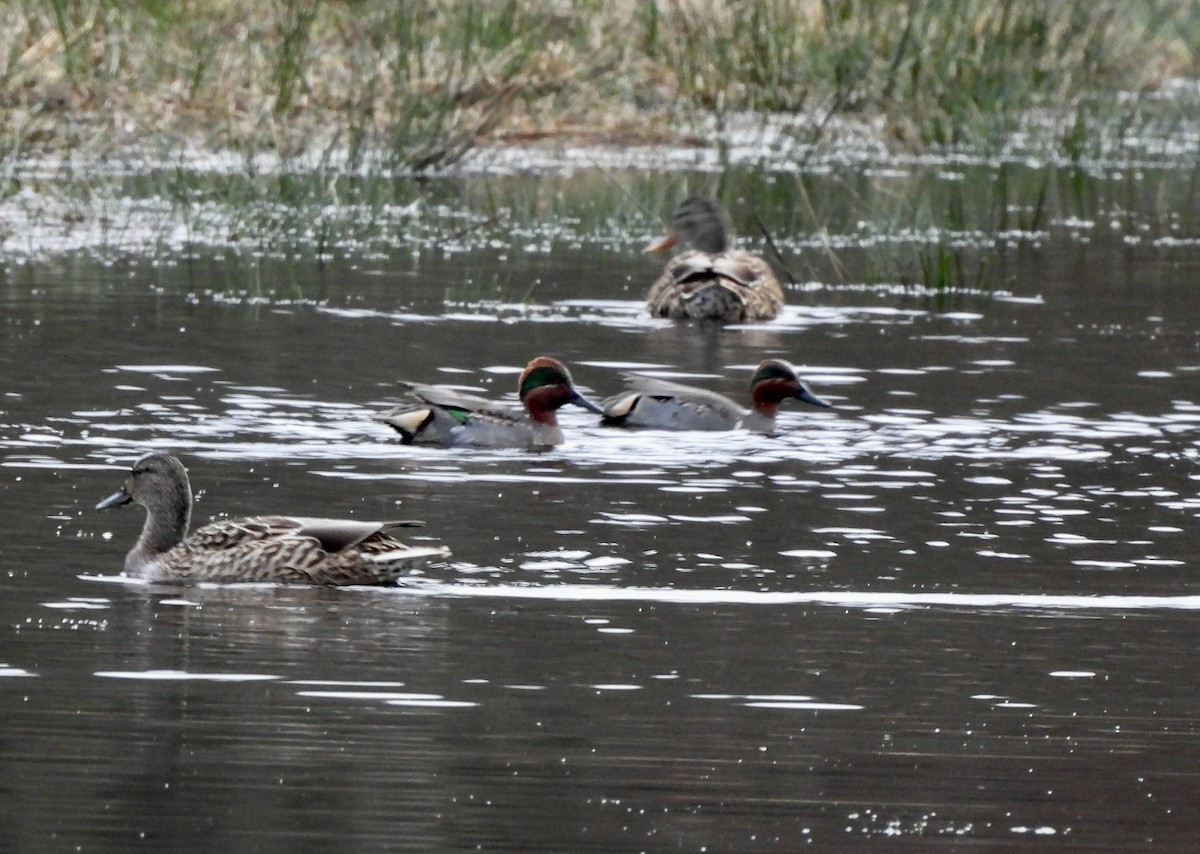 שרשיר - ML648792219