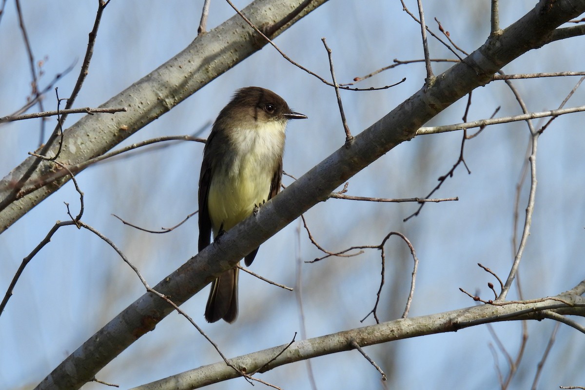 Moucherolle phébi - ML648792252