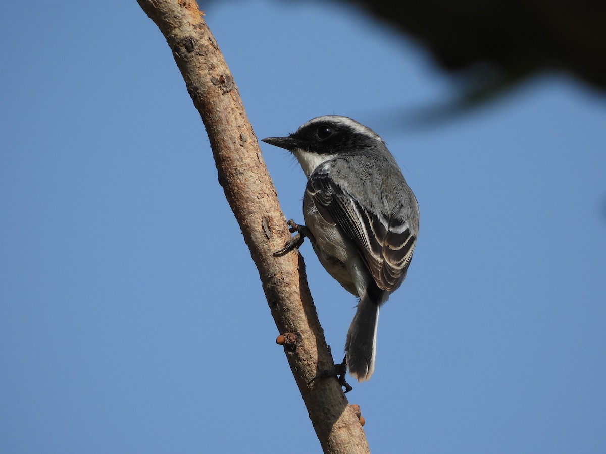 Gray Bushchat - ML648792299