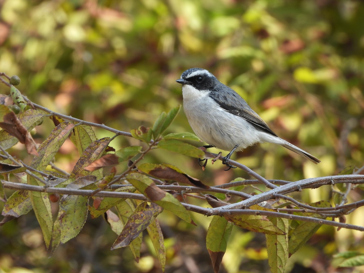 Gray Bushchat - ML648792300