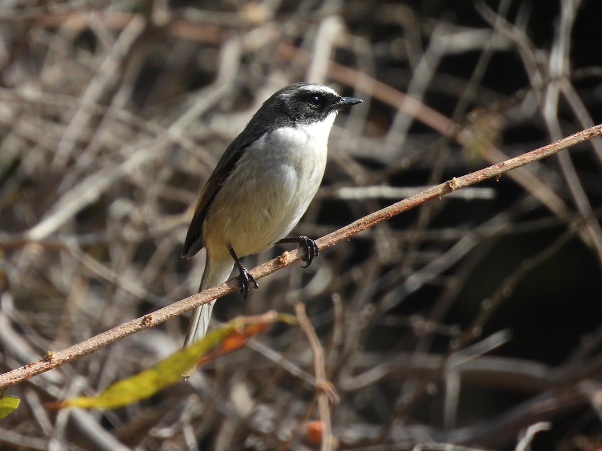 Gray Bushchat - ML648792301