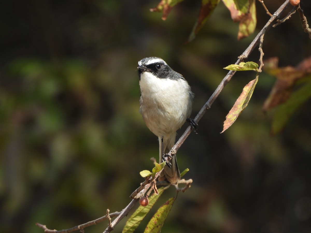 Gray Bushchat - ML648792302