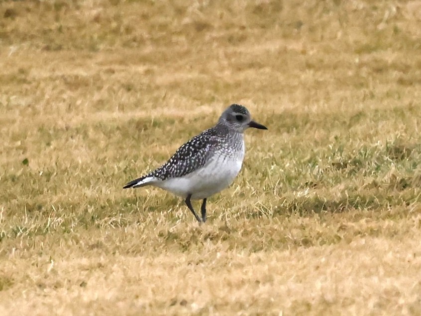 Txirri grisa - ML648792307