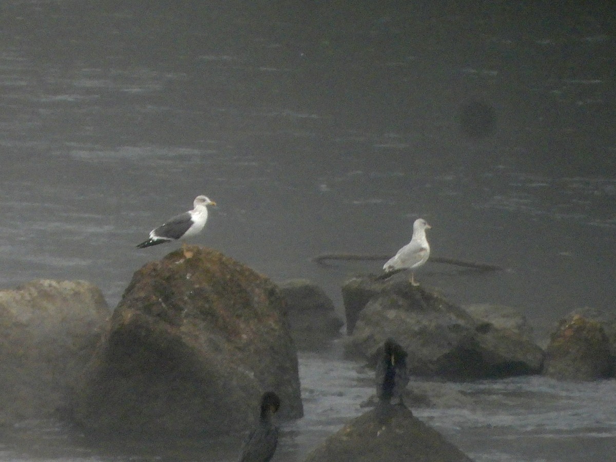 Клуша - ML648792317