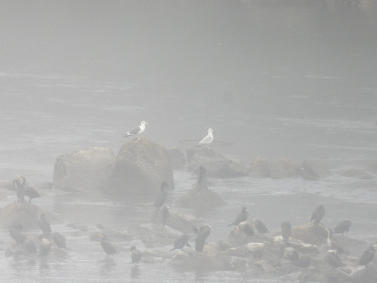 Клуша - ML648792318