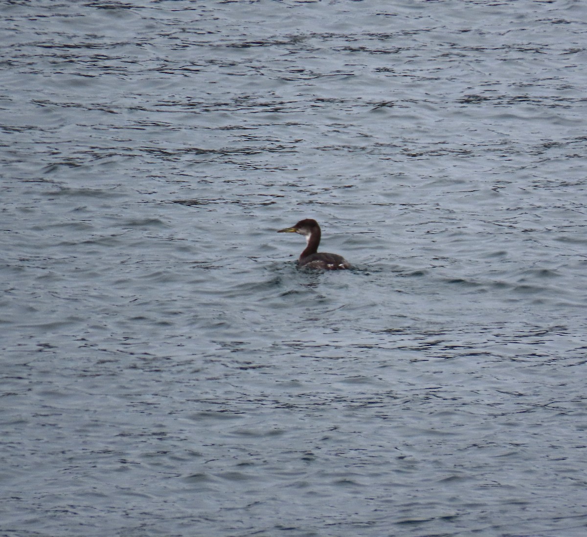 Red-necked Grebe - Diane Yorgason-Quinn
