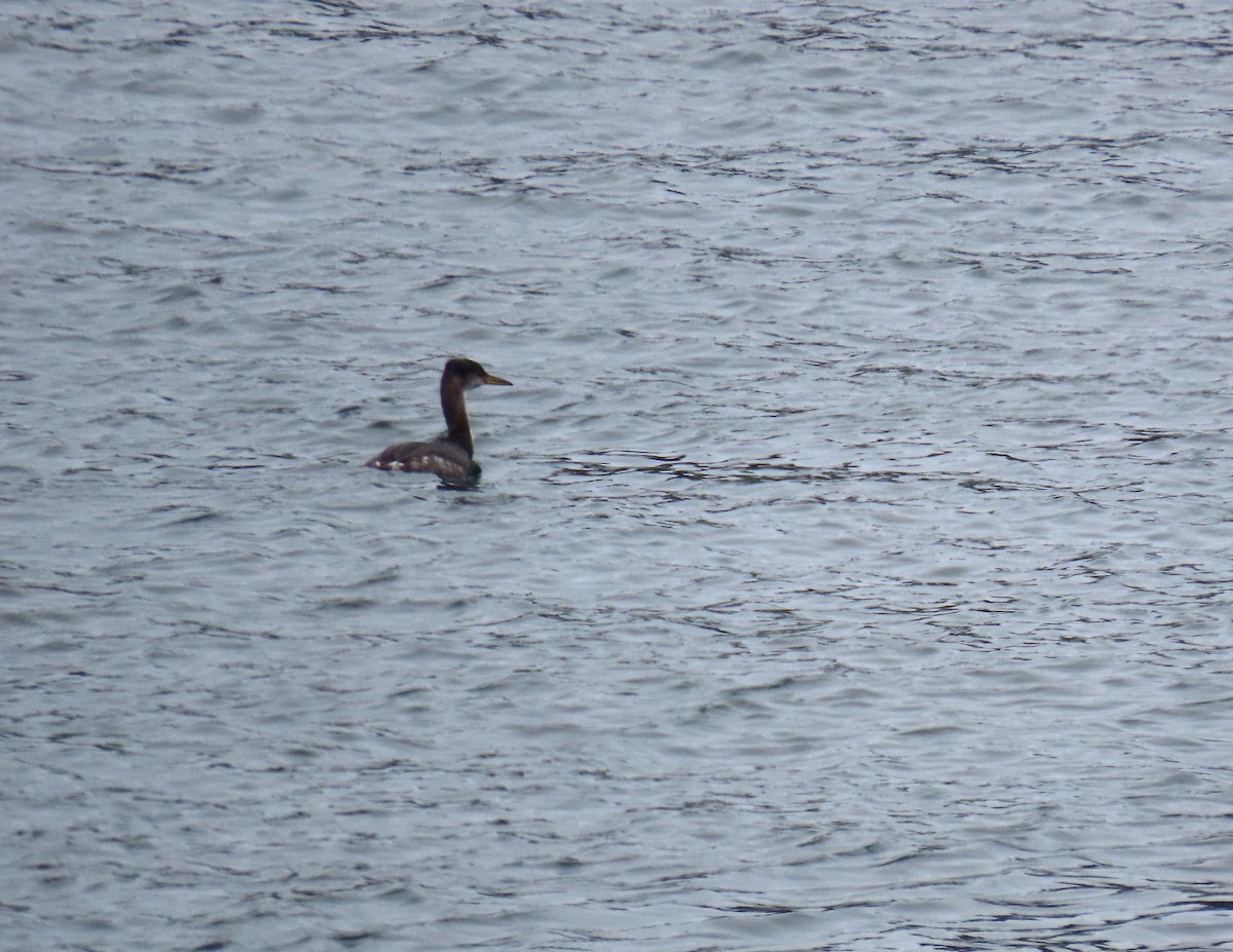 Somormujo Cuellirrojo - ML648792333