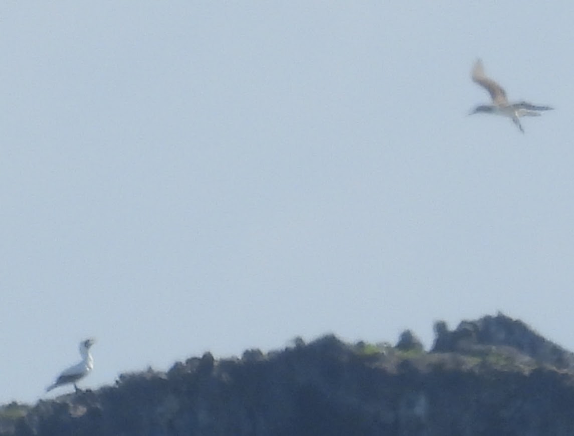 Maskentölpel - ML648792496