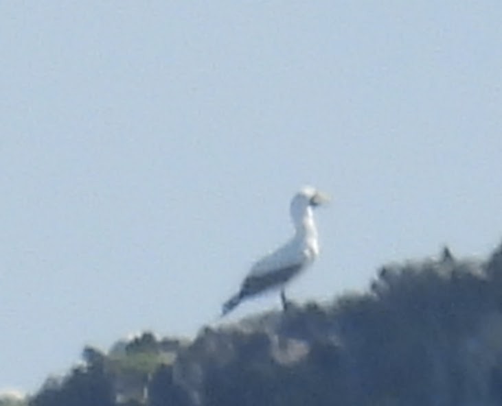 Maskentölpel - ML648792497