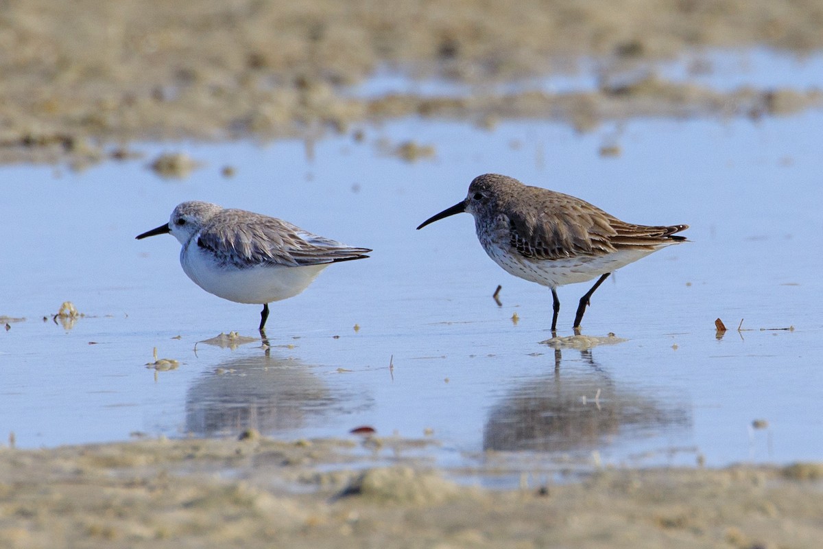 Gambecchio dell'Alaska - ML648792737