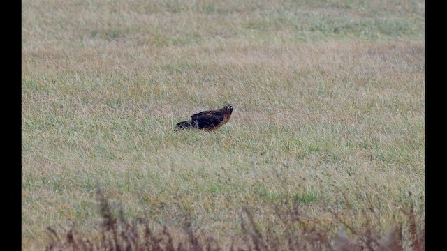 Northern Harrier - ML648792828