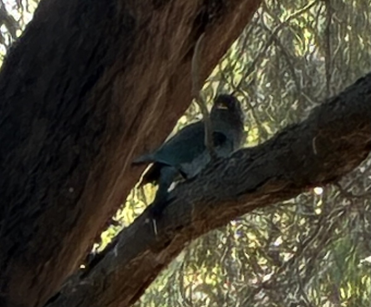 Dollarbird - ML648793026