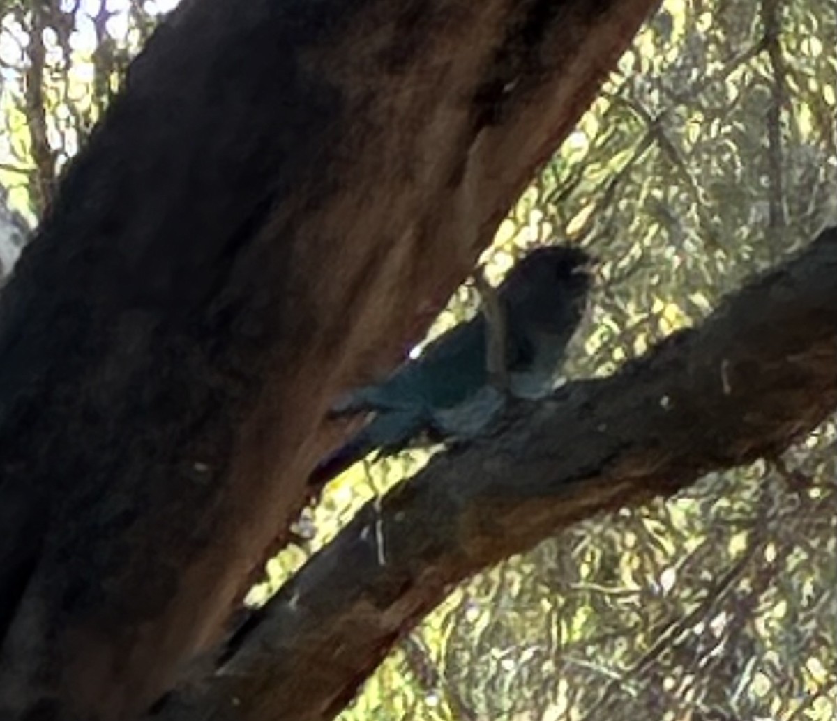 Dollarbird - ML648793027