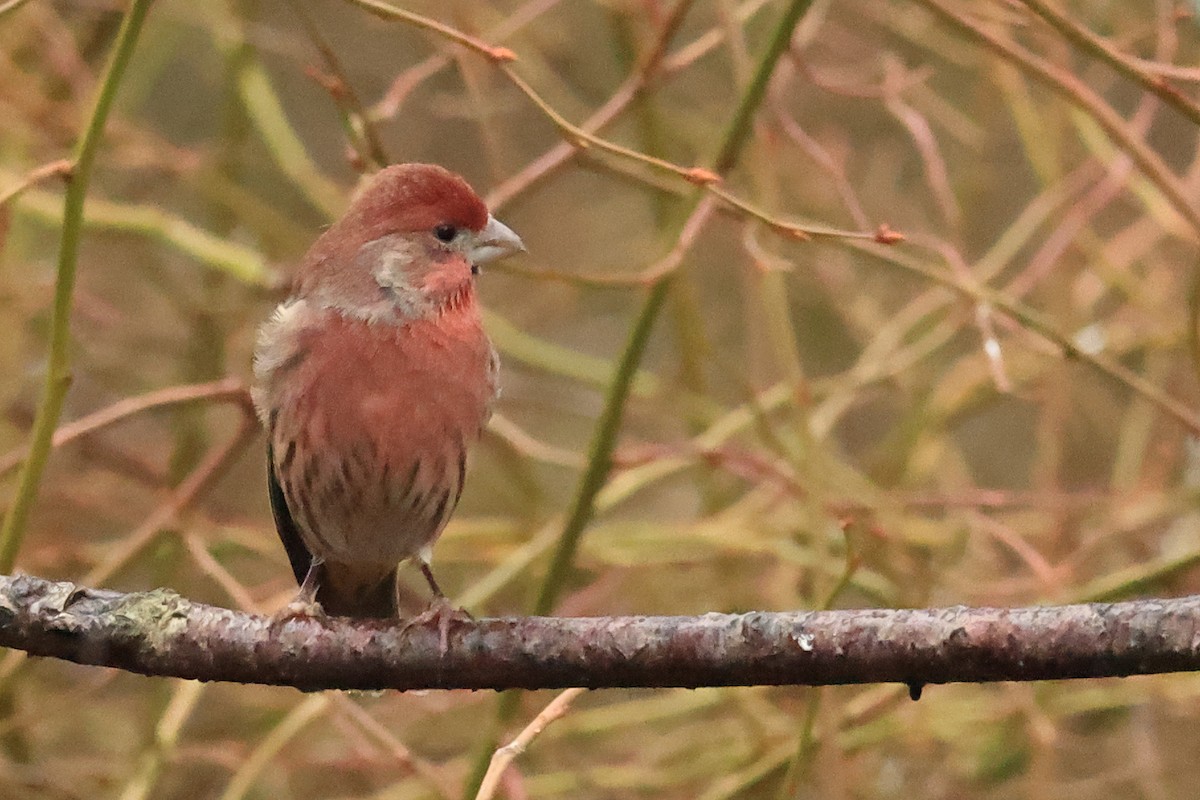 eBird Checklist - 11 Jan 2026 - Richmond Nature Park - 8 species