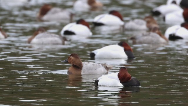 Murgilari bizkarzuria - ML648793382