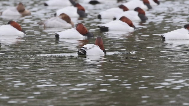 Murgilari bizkarzuria - ML648793521