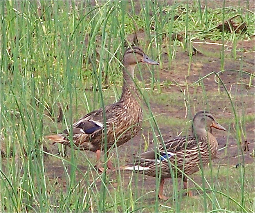 Mallard - ML648793570