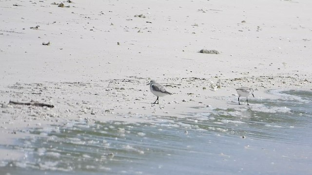 חופית לבנה - ML648793605