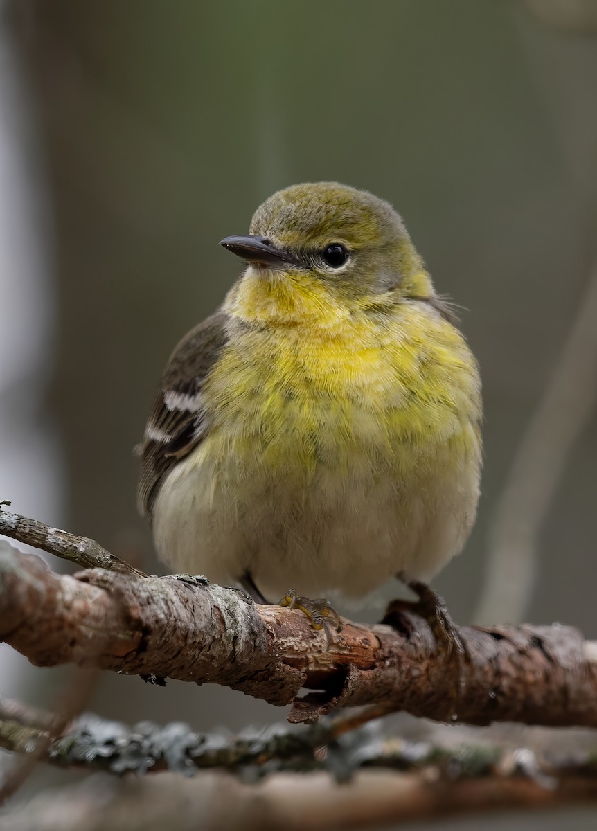 Pine Warbler - ML648793612