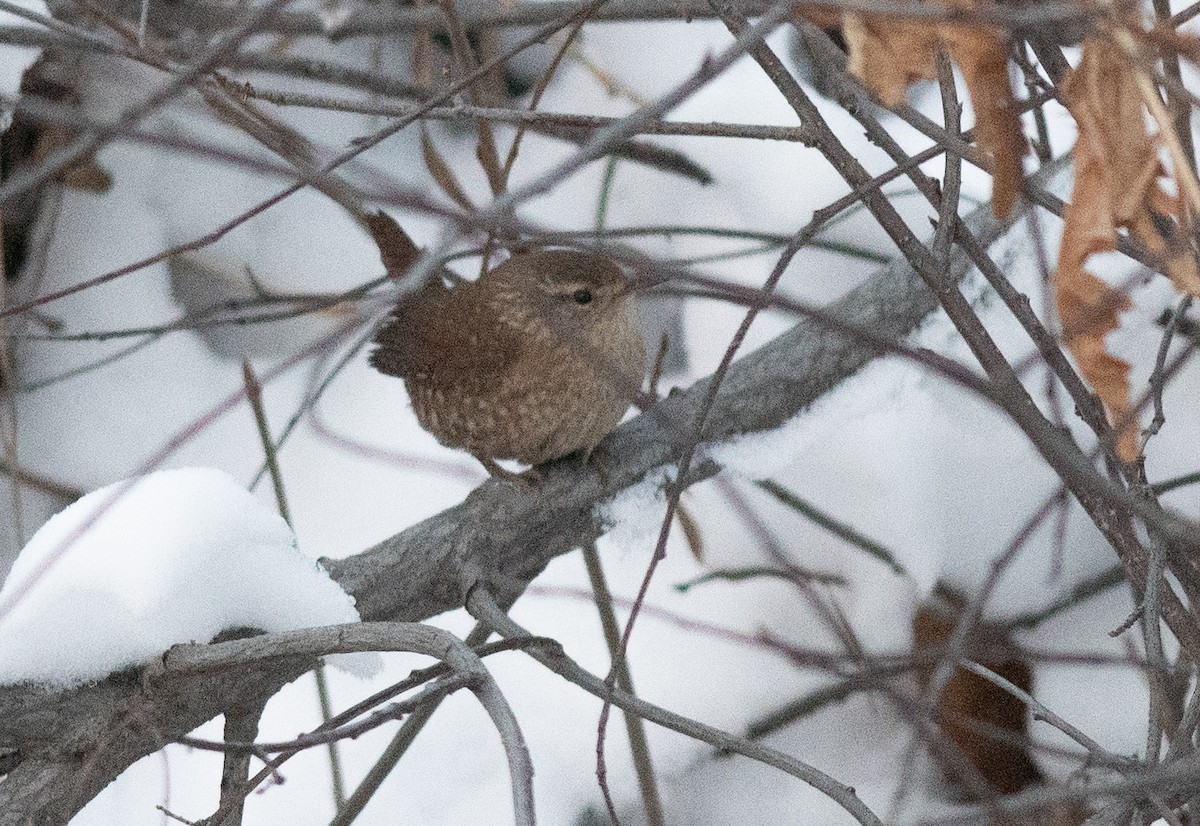 Winter Wren - ML648794388