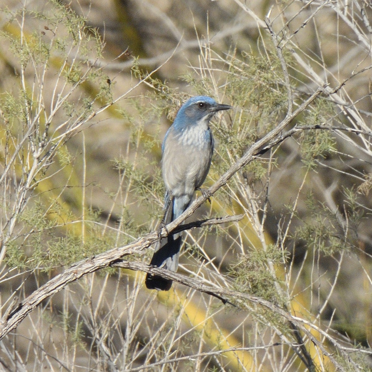 Chara de Woodhouse - ML648794489