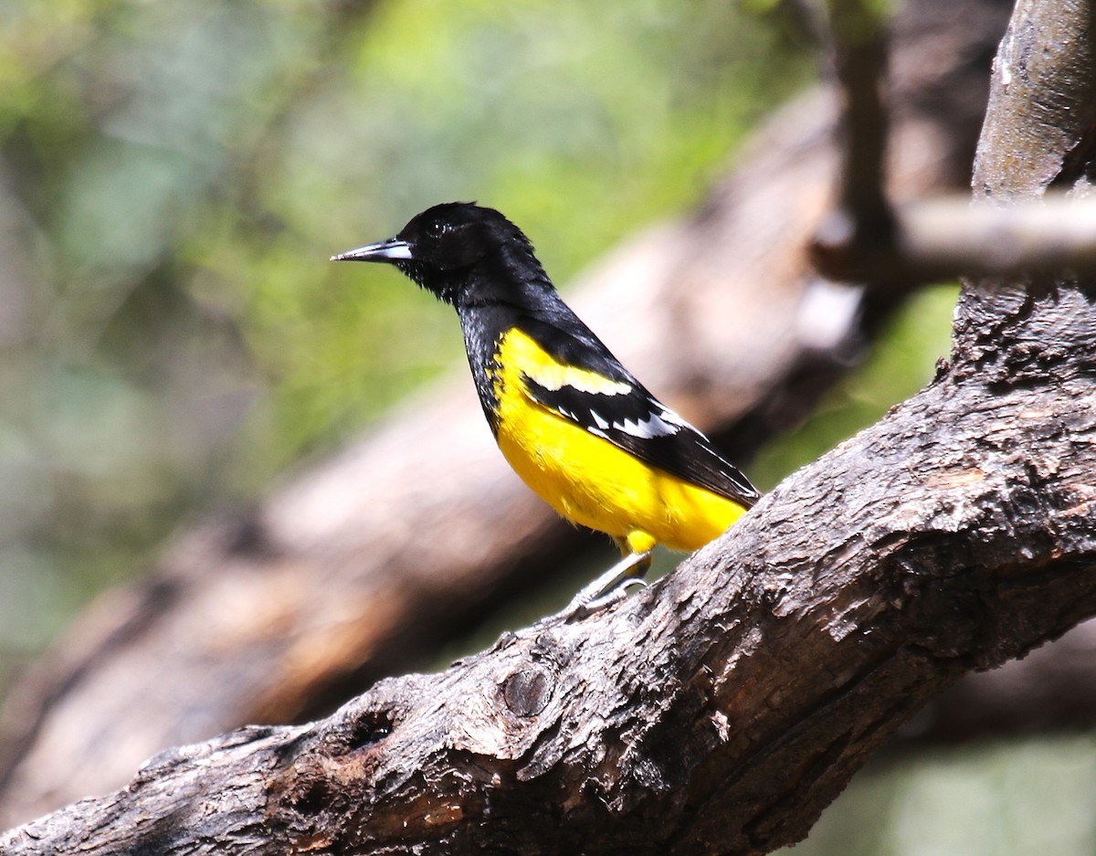 Scott's Oriole - ML648794655